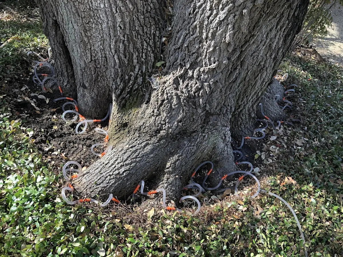 Detailed Tree Cabling and Bracing job site in West Mansfield