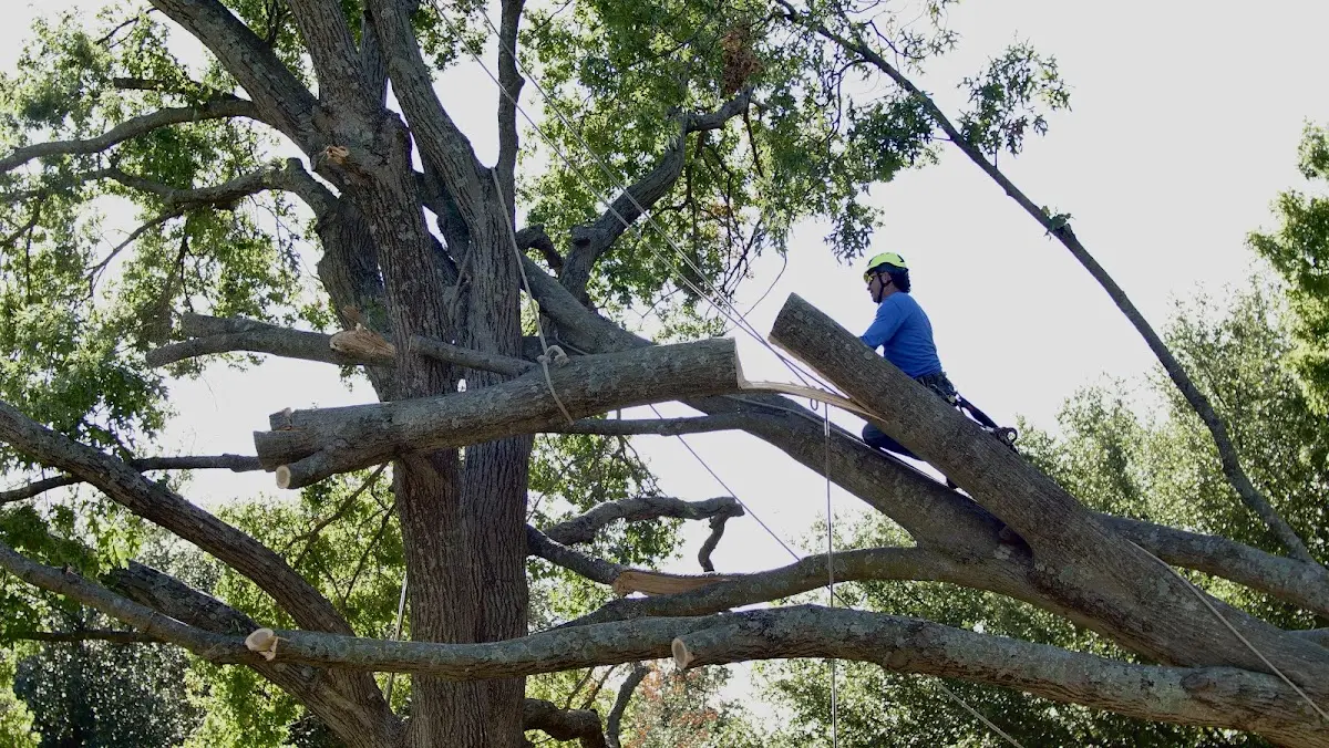 Professional Hazardous Tree Removal performed by certified arborists in West Mansfield