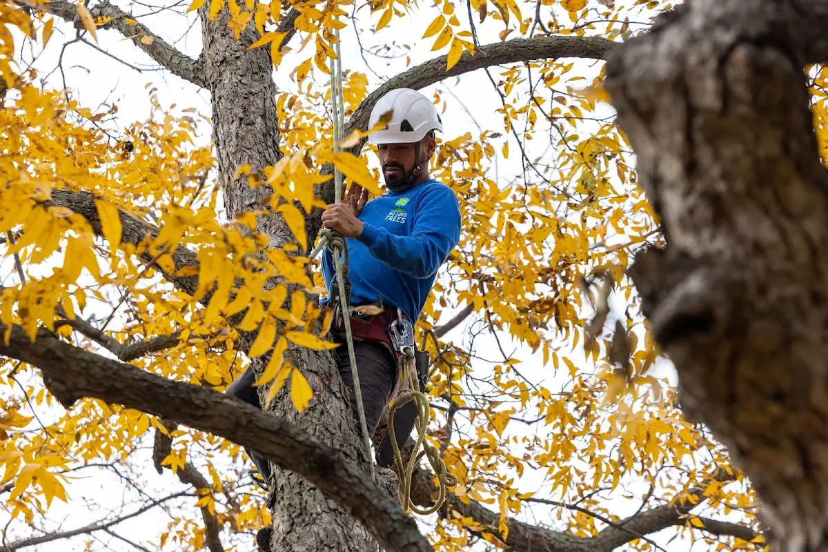 Skilled Tree Trimming crew working in West Mansfield